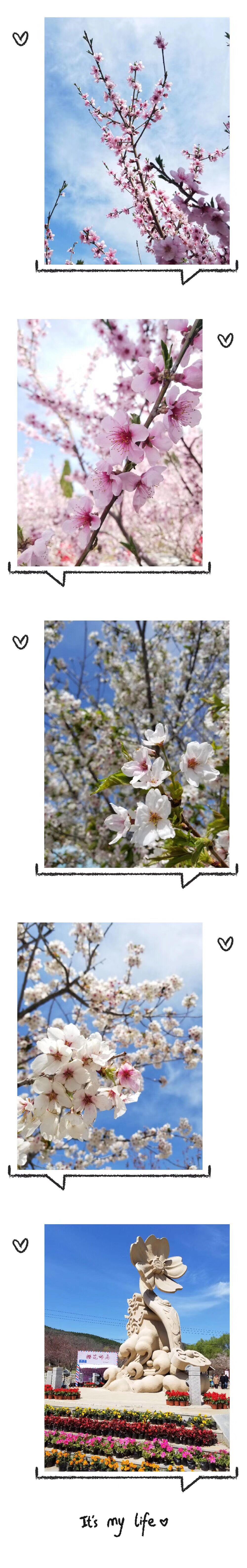 cherry blossom cherry blossom