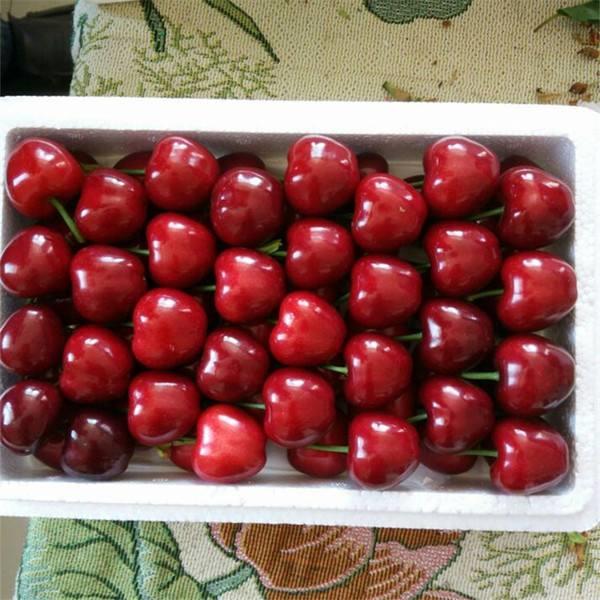 cherry cherry